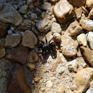 Meet your Posher, Tangela